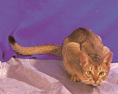 Abyssinian Cat