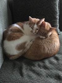 2 cats sleeping