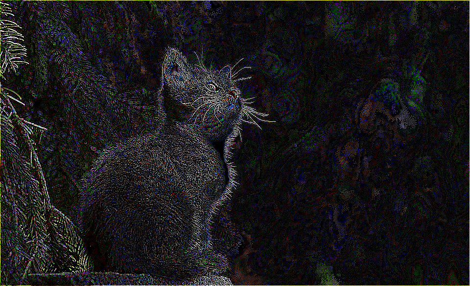 Edge detection cat