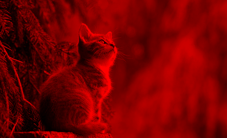 Red cat