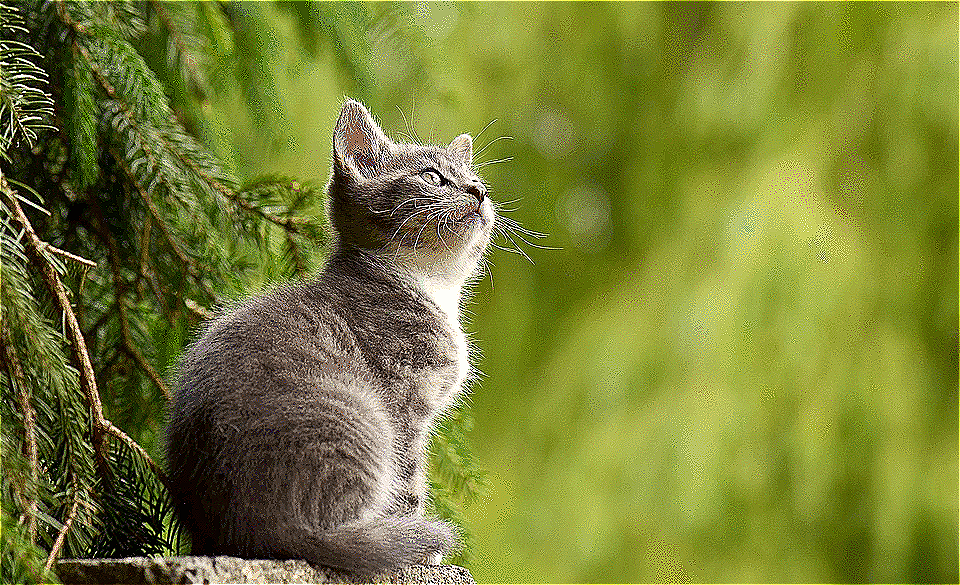 Sharpened cat